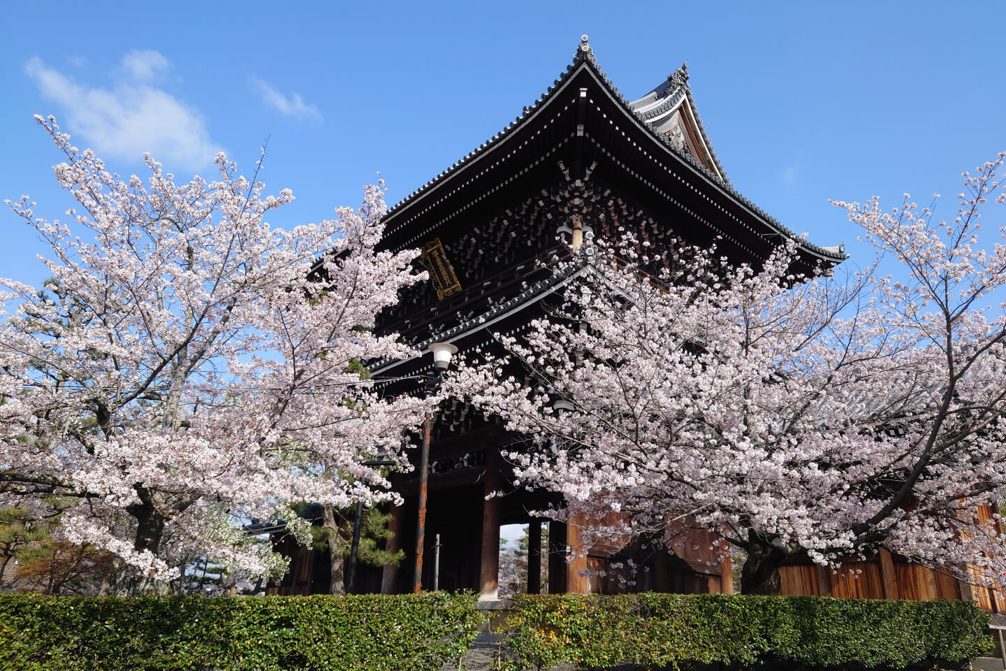 山門 桜